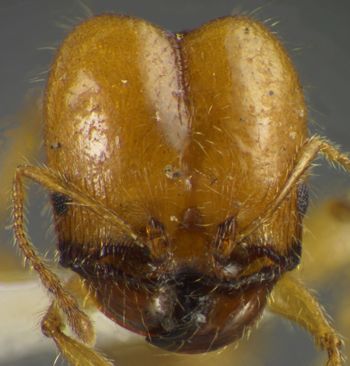 Media type: image;   Entomology 34136 Aspect: head frontal view